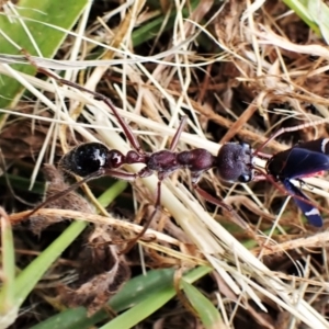 Myrmecia simillima at Cook, ACT - 14 Dec 2022 04:26 PM