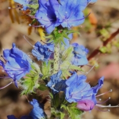 Echium vulgare (Vipers Bugloss) at Coree, ACT - 20 Dec 2022 by JohnBundock