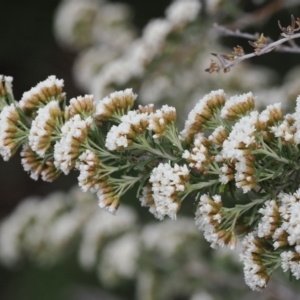 Ozothamnus secundiflorus at Bullocks Flat, NSW - 13 Dec 2022