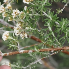 Ozothamnus secundiflorus at Bullocks Flat, NSW - 13 Dec 2022