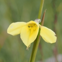 Diuris monticola (Highland Golden Moths) at Bullocks Flat, NSW - 13 Dec 2022 by RAllen