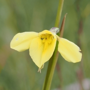 Diuris monticola at Bullocks Flat, NSW - 13 Dec 2022