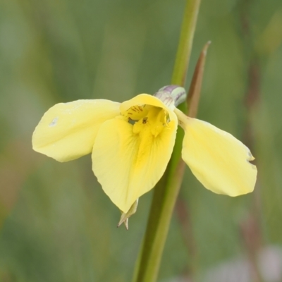 Diuris monticola (Highland Golden Moths) at Kosciuszko National Park - 13 Dec 2022 by RAllen