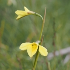 Diuris monticola at Bullocks Flat, NSW - 13 Dec 2022