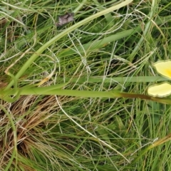 Diuris monticola at Bullocks Flat, NSW - 13 Dec 2022