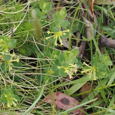 Pimelea curviflora var. gracilis (Curved Rice-flower) at Kosciuszko National Park - 13 Dec 2022 by RAllen