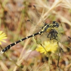 Hemigomphus heteroclytus (Stout Vicetail) at Woodstock Nature Reserve - 20 Dec 2022 by JohnBundock