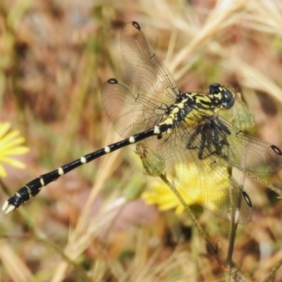 Hemigomphus heteroclytus (Stout Vicetail) at Coree, ACT - 20 Dec 2022 by JohnBundock