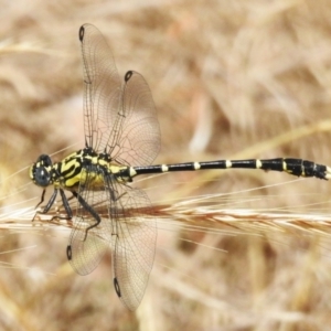 Hemigomphus heteroclytus at Woodstock Nature Reserve - 20 Dec 2022