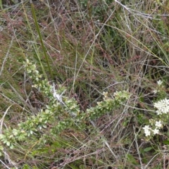 Bursaria spinosa subsp. lasiophylla (Australian Blackthorn) at Borough, NSW - 21 Dec 2022 by Paul4K