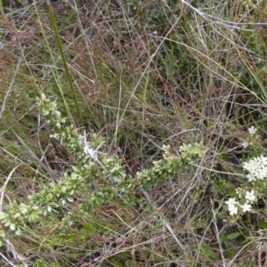 Bursaria spinosa subsp. lasiophylla at Borough, NSW - 21 Dec 2022