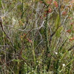 Bursaria spinosa subsp. lasiophylla at Borough, NSW - 21 Dec 2022