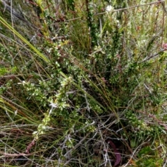 Bursaria spinosa subsp. lasiophylla at Borough, NSW - 21 Dec 2022