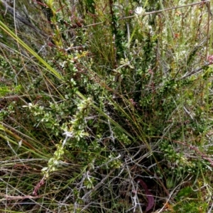 Bursaria spinosa subsp. lasiophylla at Borough, NSW - 21 Dec 2022
