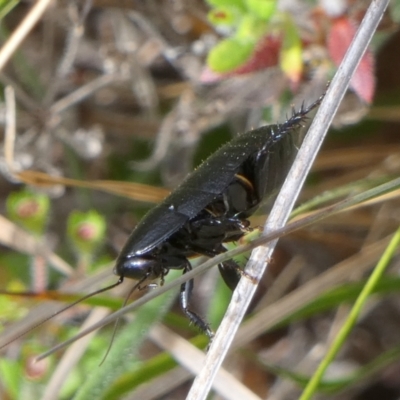 Platyzosteria sp. (genus) (Litter runner cockroach) at Borough, NSW - 21 Dec 2022 by Paul4K