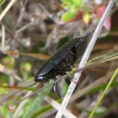 Platyzosteria sp. (genus) (Litter runner cockroach) at Borough, NSW - 20 Dec 2022 by Paul4K