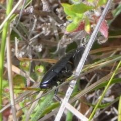 Platyzosteria sp. (genus) at Borough, NSW - suppressed