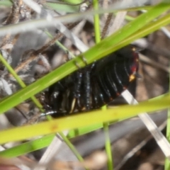 Platyzosteria sp. (genus) at Borough, NSW - 21 Dec 2022