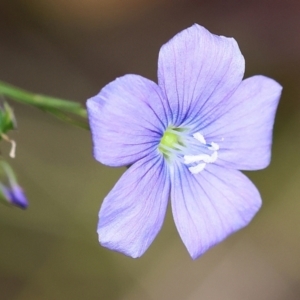 Linum marginale at Pambula Beach, NSW - 22 Dec 2022