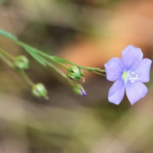 Linum marginale at Pambula Beach, NSW - 22 Dec 2022