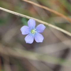 Linum marginale at Pambula Beach, NSW - 22 Dec 2022