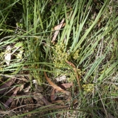 Lomandra filiformis subsp. coriacea (Wattle Matrush) at Borough, NSW - 20 Dec 2022 by Paul4K