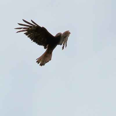 Lophoictinia isura (Square-tailed Kite) at Ben Boyd National Park - 22 Dec 2022 by KylieWaldon