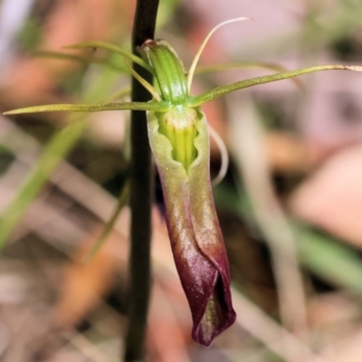 Cryptostylis subulata (Cow Orchid) at Ben Boyd National Park - 22 Dec 2022 by KylieWaldon