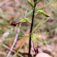 Cryptostylis subulata at Pambula Beach, NSW - suppressed