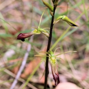 Cryptostylis subulata at Pambula Beach, NSW - suppressed