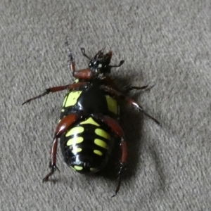 Eupoecila australasiae at Queanbeyan, NSW - suppressed