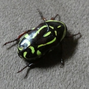 Eupoecila australasiae at Queanbeyan, NSW - suppressed