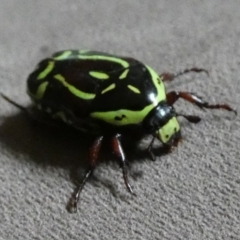 Eupoecila australasiae at Queanbeyan, NSW - suppressed