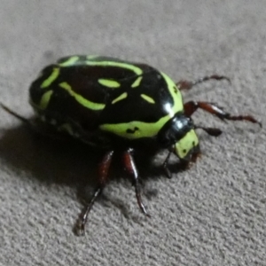 Eupoecila australasiae at Queanbeyan, NSW - suppressed