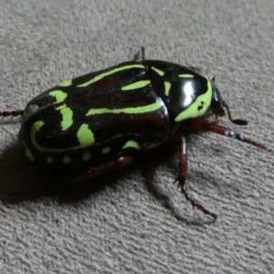 Eupoecila australasiae at Queanbeyan, NSW - suppressed