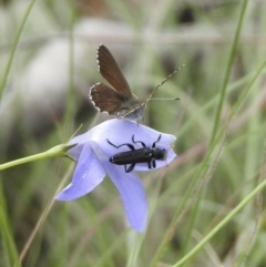 Neolucia agricola (Fringed Heath-blue) at Bungonia, NSW - 8 Nov 2022 by GlossyGal