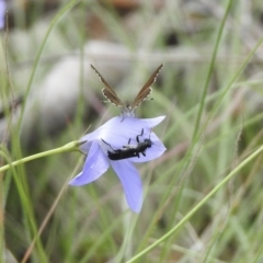 Neolucia agricola at Bungonia, NSW - 8 Nov 2022 10:28 AM