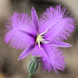Thysanotus tuberosus at Pambula Beach, NSW - 22 Dec 2022 11:41 AM