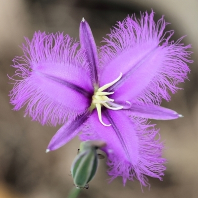 Thysanotus tuberosus (Common Fringe-lily) at Pambula Beach, NSW - 22 Dec 2022 by KylieWaldon