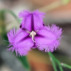 Thysanotus tuberosus at Pambula Beach, NSW - 22 Dec 2022