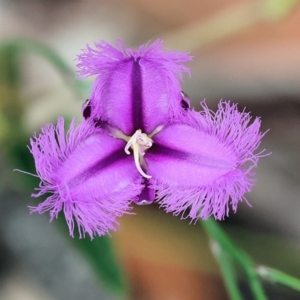 Thysanotus tuberosus at Pambula Beach, NSW - 22 Dec 2022 11:41 AM