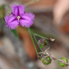 Thysanotus tuberosus at Pambula Beach, NSW - 22 Dec 2022