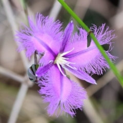 Thysanotus tuberosus at Pambula Beach, NSW - 22 Dec 2022 11:41 AM