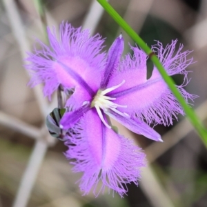 Thysanotus tuberosus at Pambula Beach, NSW - 22 Dec 2022