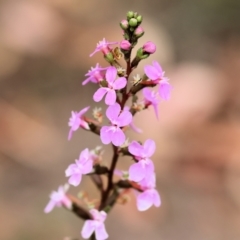 Stylidium sp. (Trigger Plant) at Pambula Beach, NSW - 22 Dec 2022 by KylieWaldon