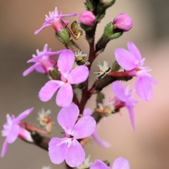 Stylidium sp. at Pambula Beach, NSW - 22 Dec 2022