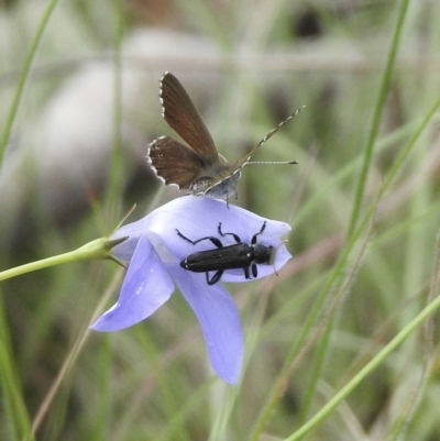 Eleale simplex (Clerid beetle) at Bungonia State Conservation Area - 7 Nov 2022 by GlossyGal