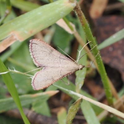 Endotricha ignealis (A Pyralid moth (Endotrichinae)) at Kosciuszko National Park - 13 Dec 2022 by RAllen