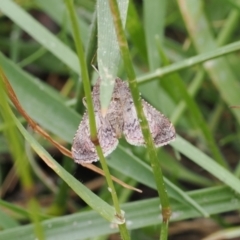 Endotricha ignealis at Bullocks Flat, NSW - 13 Dec 2022 04:24 PM