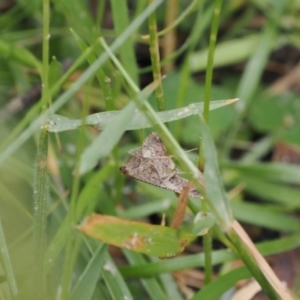 Endotricha ignealis at Bullocks Flat, NSW - 13 Dec 2022 04:24 PM